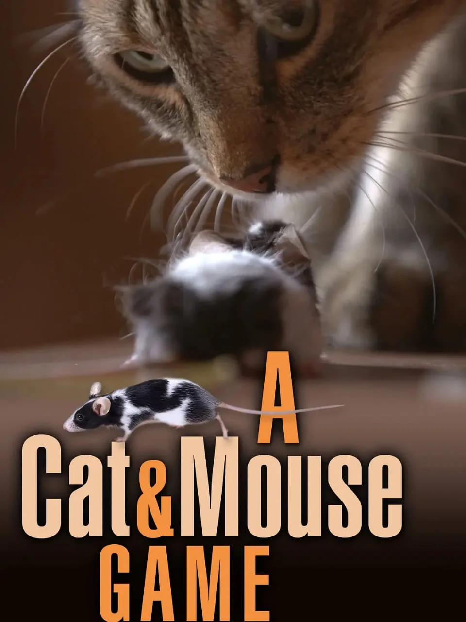 猫鼠游戏 2019
